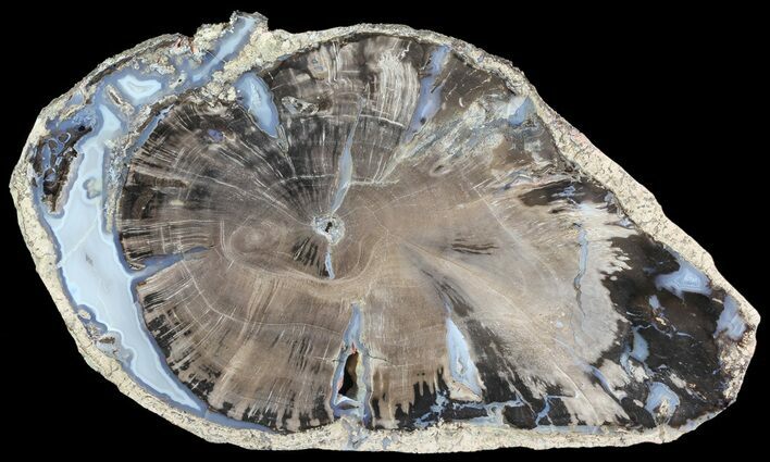 Petrified Wood Slice - Blue Forest, Wyoming #66162